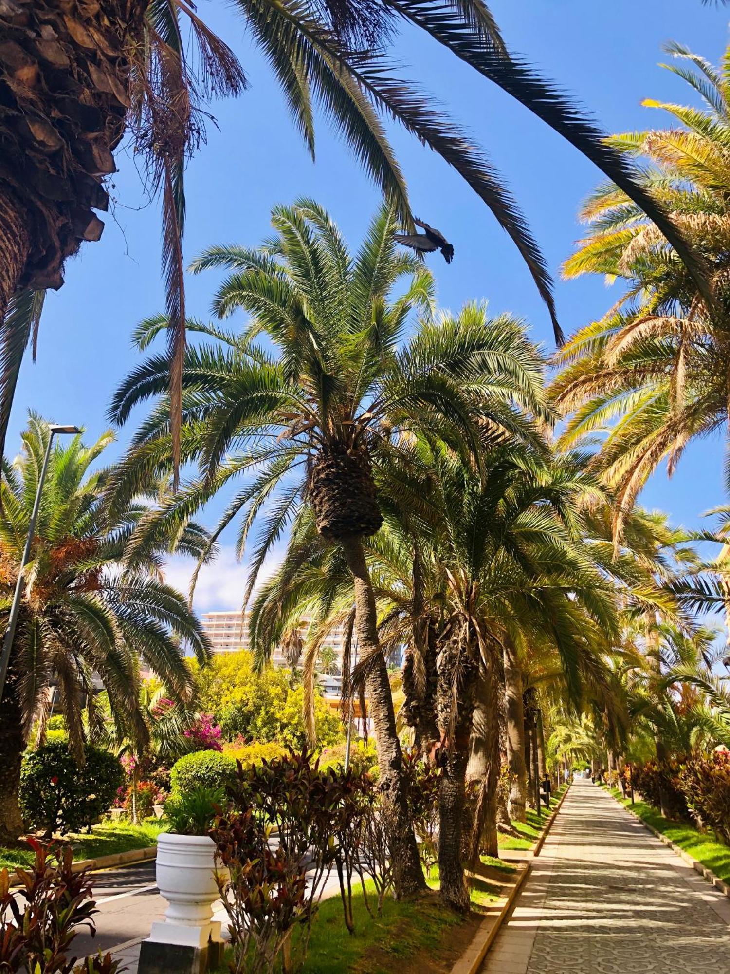 Estudio Tinerfe Puerto de la Cruz  Luaran gambar
